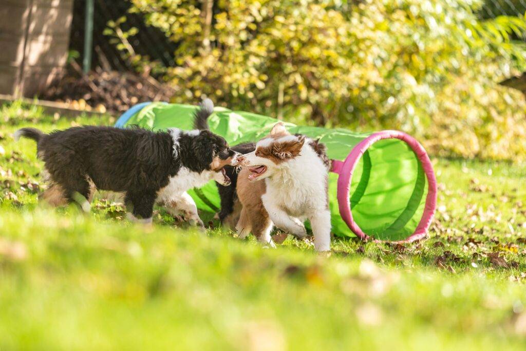 Niedliche australische Schäferhunde, die draußen in einem Garten spielen