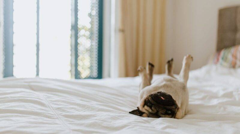 Ein Mops liegt entspannt auf dem Rücken auf einem weißen Bett mit einem Matratzenschoner, perfekt für Haustierbesitzer